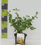 Kornelkirsche - Cornus mas - Wildgehölze