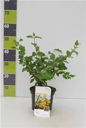 Kornelkirsche - Cornus mas - Wildgehölze