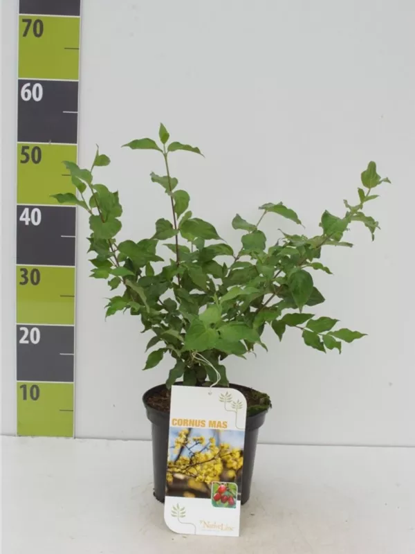 Kornelkirsche - Cornus mas - Wildgehölze