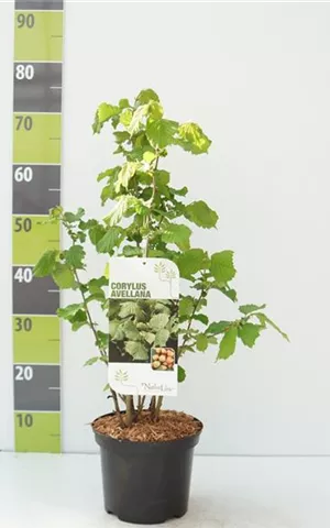 Corylus avellana - Wildgehölze