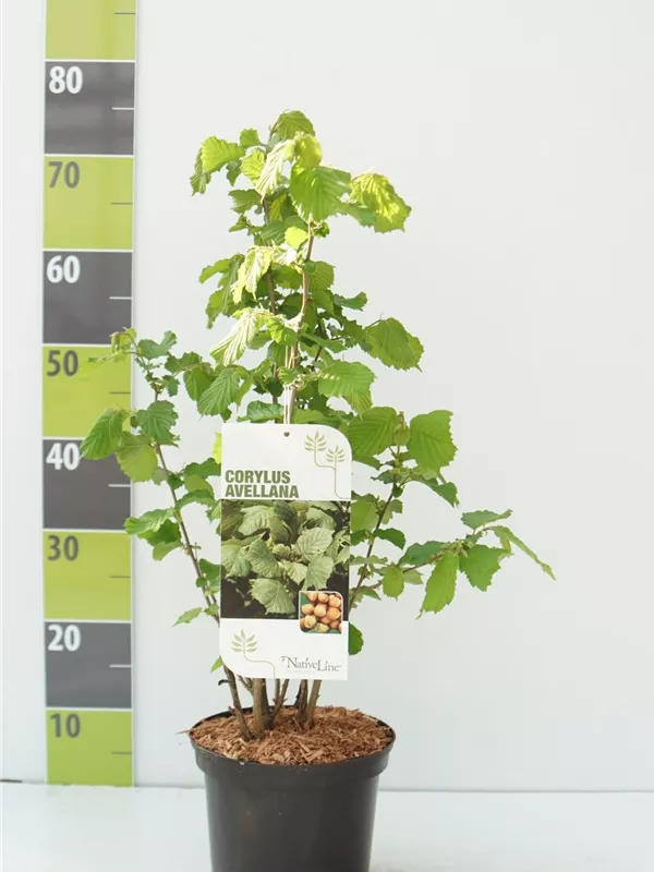 Waldhasel - Corylus avellana Waldhasel - Corylus avellana