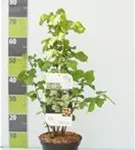 Waldhasel - Corylus avellana