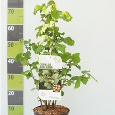 Corylus avellana, C 3 40- 60