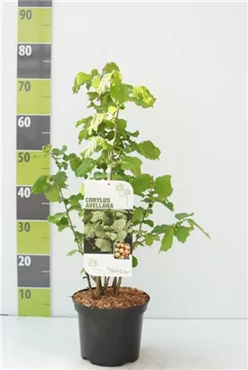 Waldhasel - Corylus avellana