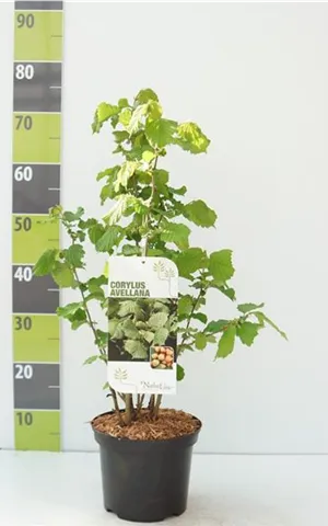 Corylus avellana - Wildgehölze