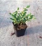 Kriechmispel 'Radicans' - Cotoneaster dammeri radicans