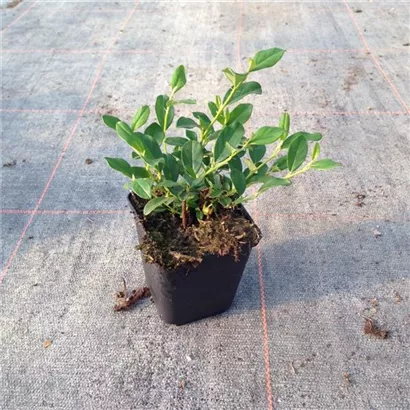 Kriechmispel 'Radicans' - Cotoneaster dammeri radicans