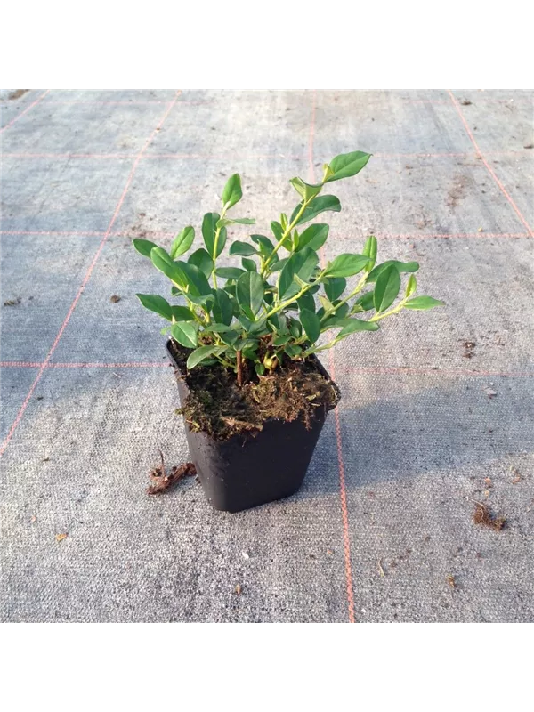 Kriechmispel 'Radicans' - Cotoneaster dammeri radicans