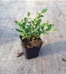 Kriechmispel 'Radicans' - Cotoneaster dammeri radicans