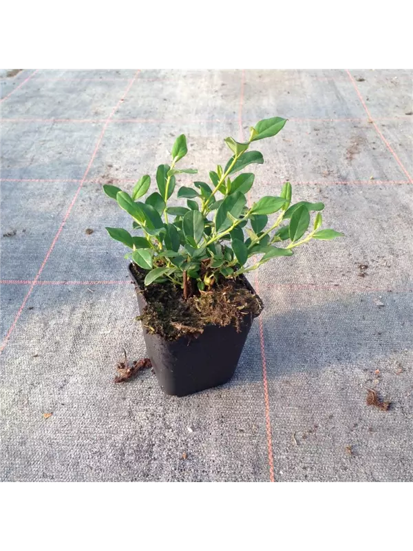 Kriechmispel 'Radicans' - Cotoneaster dammeri radicans