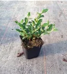 Kriechmispel 'Radicans' - Cotoneaster dammeri radicans