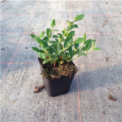 Kriechmispel 'Radicans' - Cotoneaster dammeri radicans