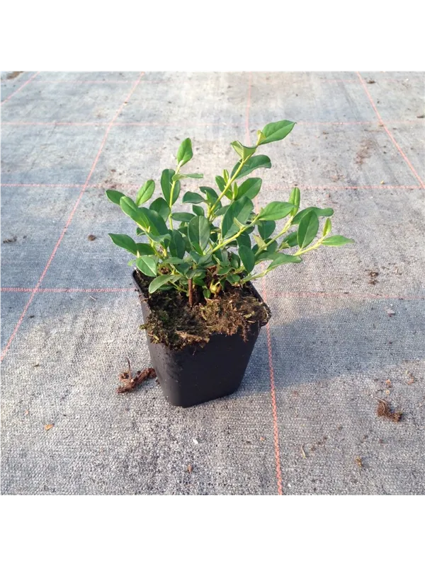 Kriechmispel 'Radicans' - Cotoneaster dammeri radicans