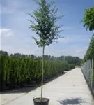 Echter Rotdorn - Crataegus laevigata 'Paul's Scarlet' - Baum