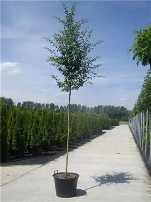 Echter Rotdorn - Crataegus laevigata 'Paul's Scarlet' - Baum