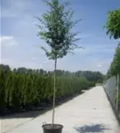 Echter Rotdorn - Crataegus laevigata 'Paul's Scarlet' - Baum