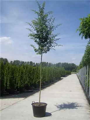 Echter Rotdorn - Crataegus laevigata 'Paul's Scarlet' - Baum