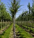 Echter Rotdorn - Crataegus laevigata 'Paul's Scarlet' - Baum