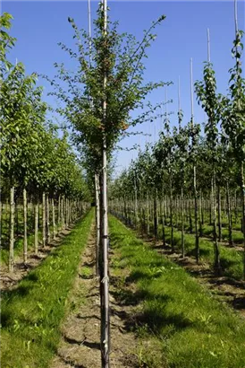 Echter Rotdorn - Crataegus laevigata 'Paul's Scarlet' - Baum