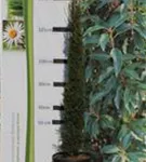 Echte Säulenzypresse - Cupressus sempervirens 'Pyramidalis' - Mediterranes