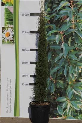 Echte Säulenzypresse - Cupressus sempervirens 'Pyramidalis' - Mediterranes