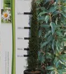 Echte Säulenzypresse - Cupressus sempervirens 'Pyramidalis' - Mediterranes