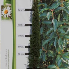 Cupressus sempervirens 'Pyramidalis' - Mediterranes, C 12 125- 150