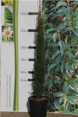 Echte Säulenzypresse - Cupressus sempervirens 'Pyramidalis' - Mediterranes