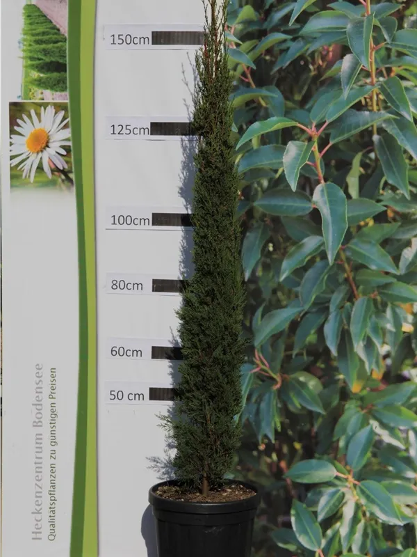 Echte Säulenzypresse - Cupressus sempervirens 'Pyramidalis' - Mediterranes