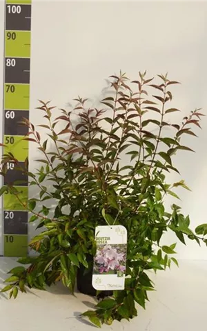 Deutzia hybrida 'Mont Rose' - Wildgehölze