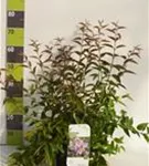 Rosendeutzie - Deutzia hybrida 'Mont Rose' - Wildgehölze