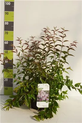 Rosendeutzie - Deutzia hybrida 'Mont Rose' - Wildgehölze