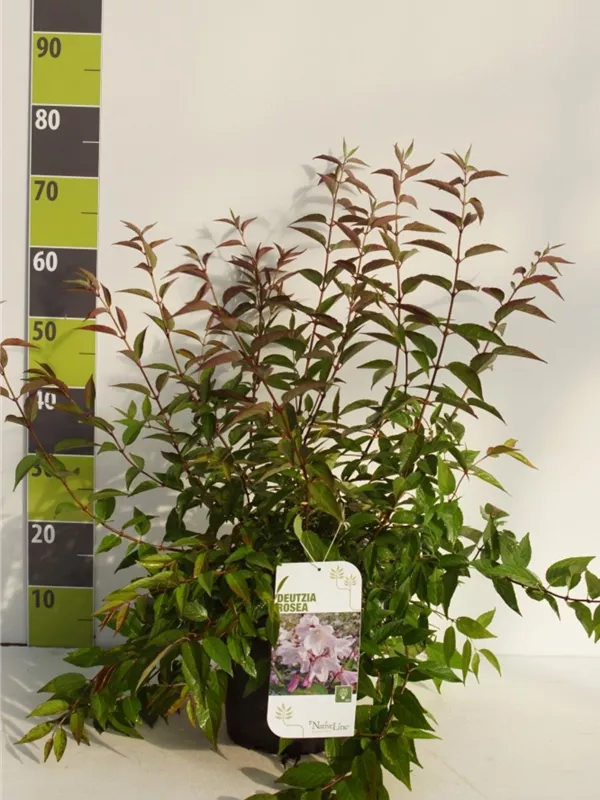 Rosendeutzie - Deutzia hybrida 'Mont Rose' - Wildgehölze