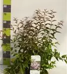 Rosendeutzie - Deutzia hybrida 'Mont Rose' - Wildgehölze