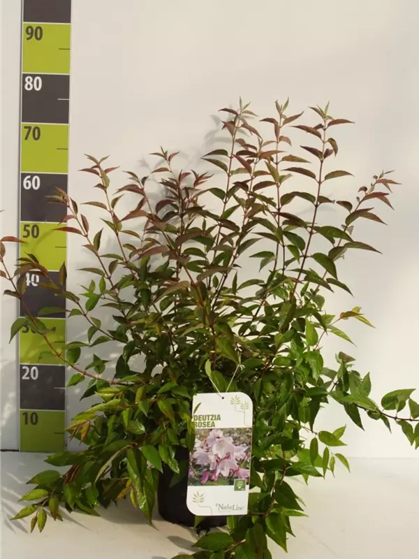 Rosendeutzie - Deutzia hybrida 'Mont Rose' - Wildgehölze