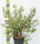 Rosendeutzie - Deutzia hybrida 'Mont Rose'