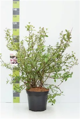 Rosendeutzie - Deutzia hybrida 'Mont Rose'