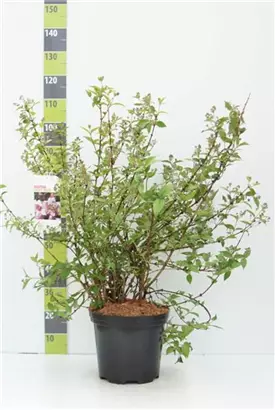 Rosendeutzie - Deutzia hybrida 'Mont Rose' - Wildgehölze