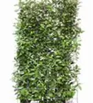 Wintergrüne Ölweide - Elaeagnus ebbingei - Heckenelemente