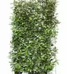 Wintergrüne Ölweide - Elaeagnus ebbingei - Heckenelemente