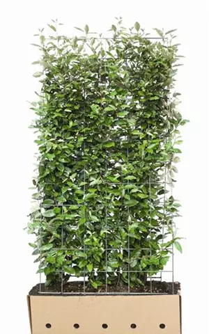 Elaeagnus ebbingei - Heckenelemente