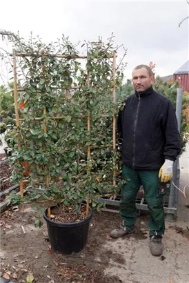 Wintergrüne Ölweide - Elaeagnus ebbingei - Formgehölze