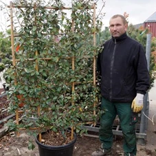 Elaeagnus ebbingei - Formgehölze, C Spalier 180- 120