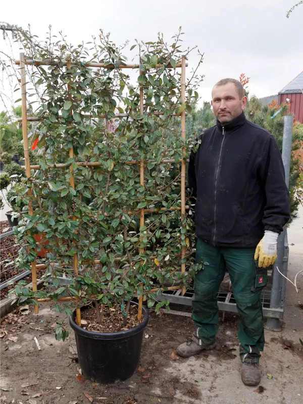 Wintergrüne Ölweide - Elaeagnus ebbingei - Formgehölze
