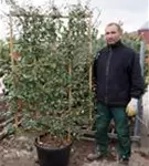Wintergrüne Ölweide - Elaeagnus ebbingei - Formgehölze