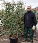 Wintergrüne Ölweide - Elaeagnus ebbingei - Formgehölze
