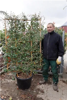 Wintergrüne Ölweide - Elaeagnus ebbingei - Formgehölze