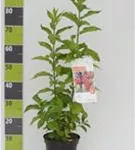 Pfaffenhütchen - Euonymus europaeus