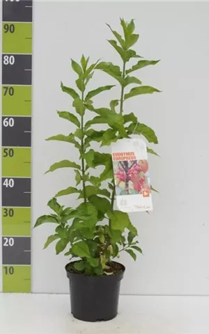 Euonymus europaeus - Wildgehölze