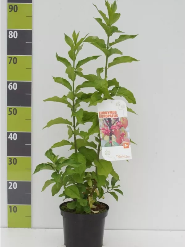 Pfaffenhütchen - Euonymus europaeus